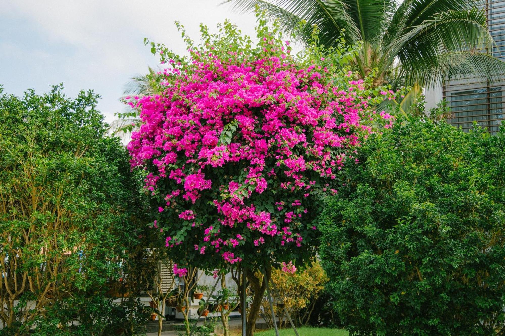 Villa Del Sol Beach Resort & Spa Παν Θιέτ Εξωτερικό φωτογραφία